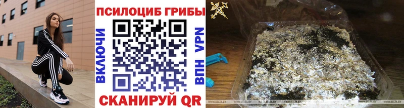 Псилоцибиновые грибы Cubensis  Красный Кут 